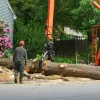 Lubbers & Sons Tree Care