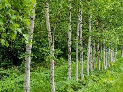 birch trees