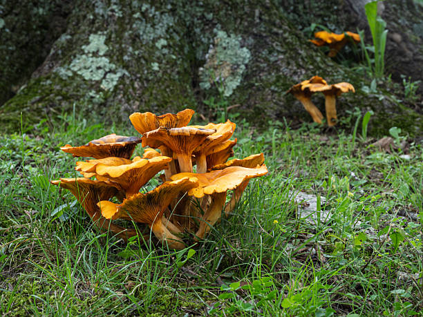 Understanding Mushrooms on Trees Fast